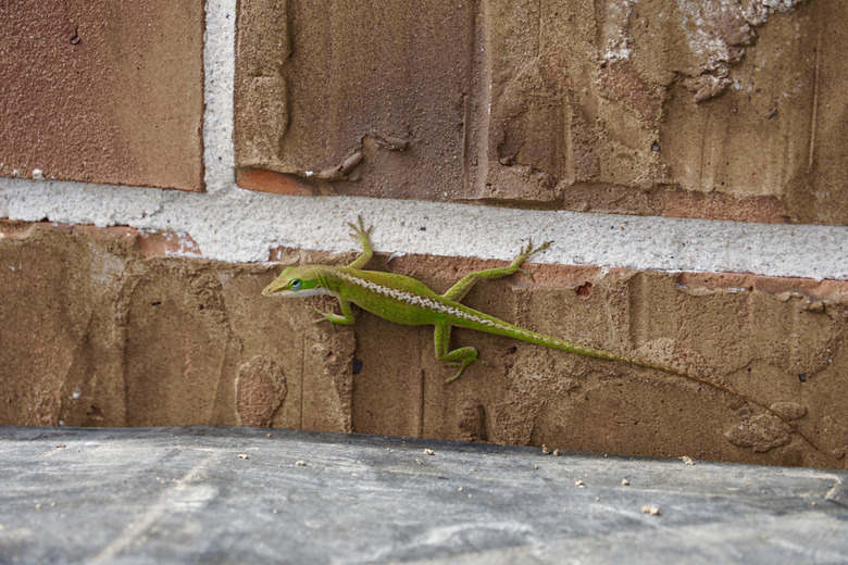 Catch lizards in their houses