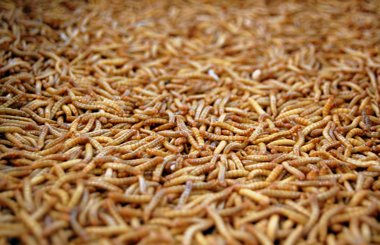 Maggots in Meat Case 