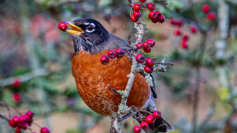 American robin eating berry