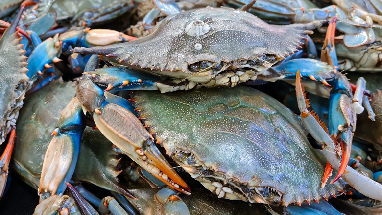 blue crabs