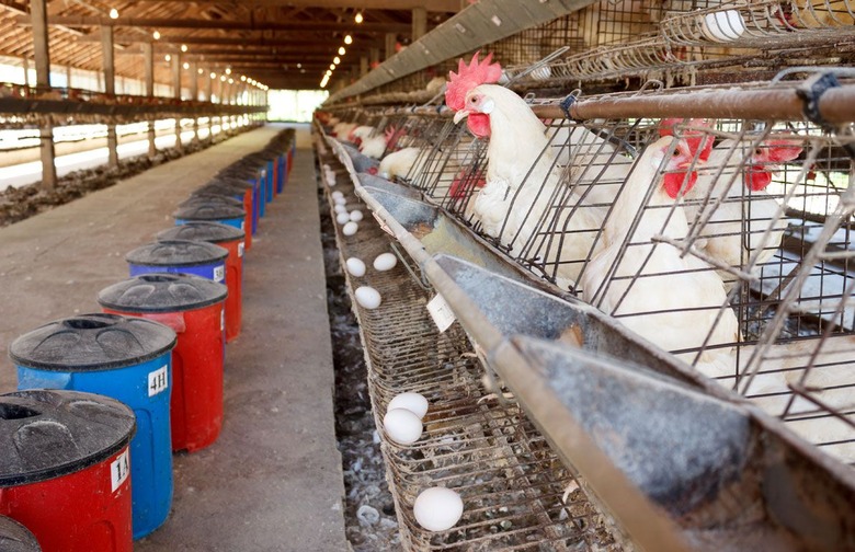 One Leghorn Produces About 280 Eggs Per Year