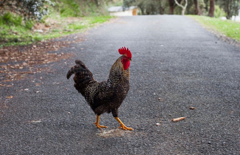 The Why Did the Chicken Cross the Road?