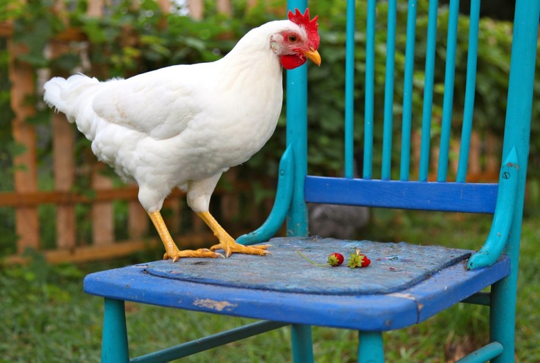 The Most Common Breed of Egg-Laying Chicken is the White Leghorn