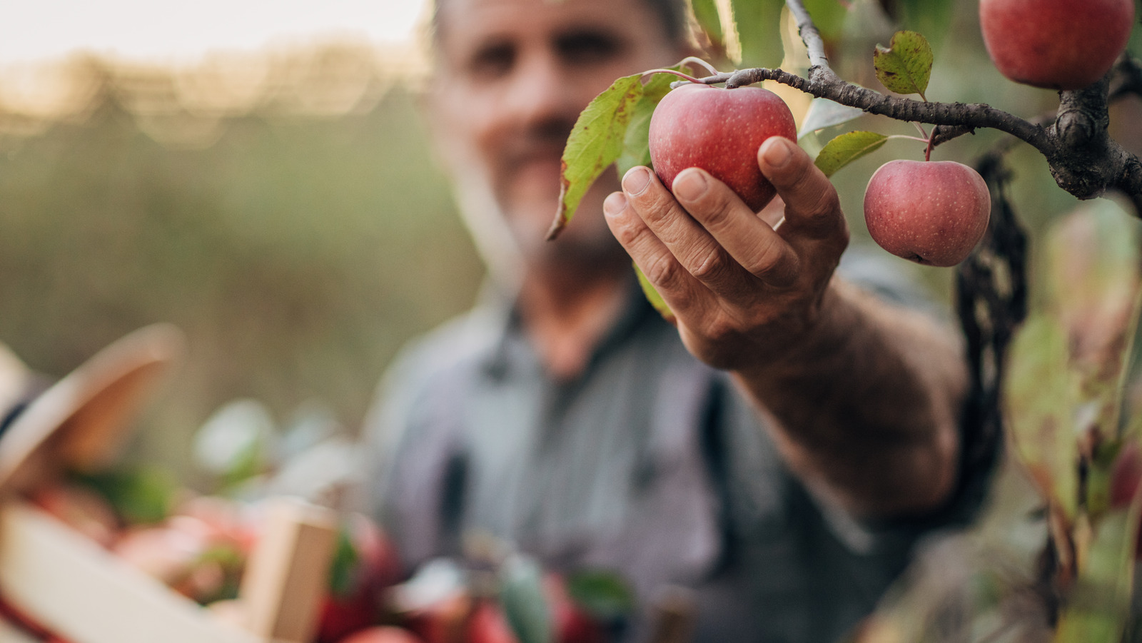 Are there organic apples in Georgia? - Fresh Harvest