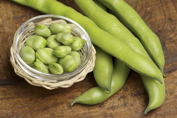 Fava Bean and Pecorino Crostini