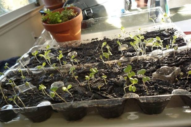 Egg Carton Seed Starter