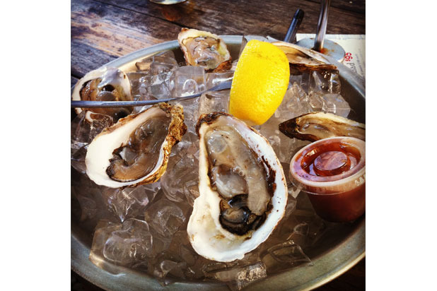 Oysters