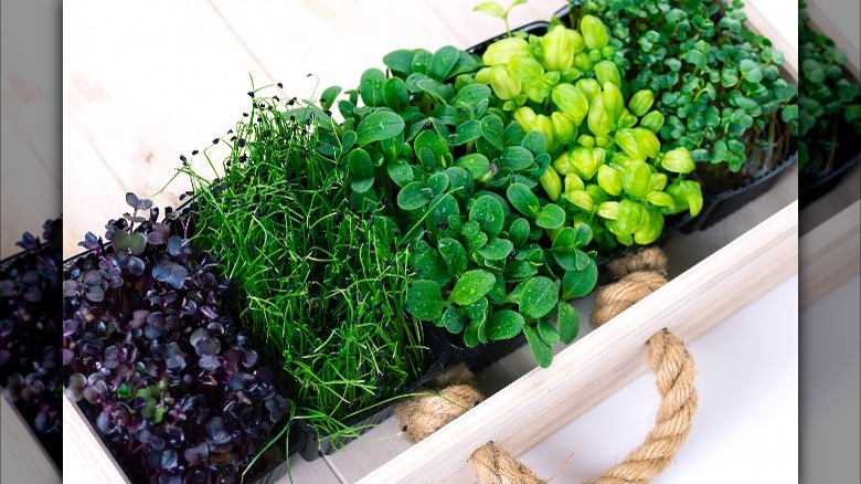 growing tray with microgreens