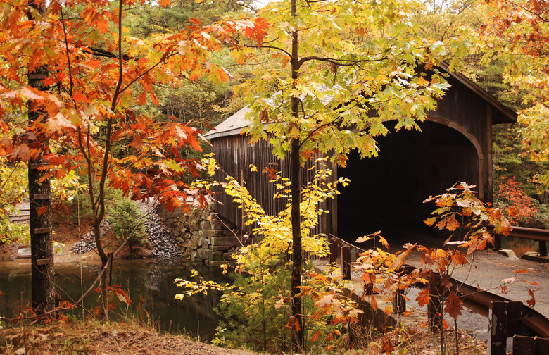 "Leaf-peeper"