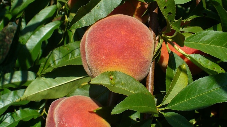 Fresh red peach growing