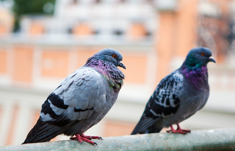 Live Pigeons