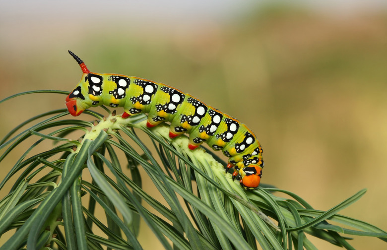 Dried Caterpillars