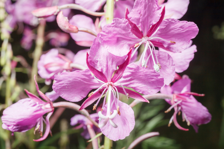 Fireweed and Honey, Rochelle's Ice Cream, Eklutna Lake, AK