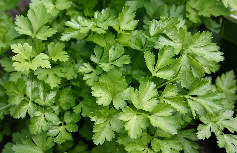 Parsley