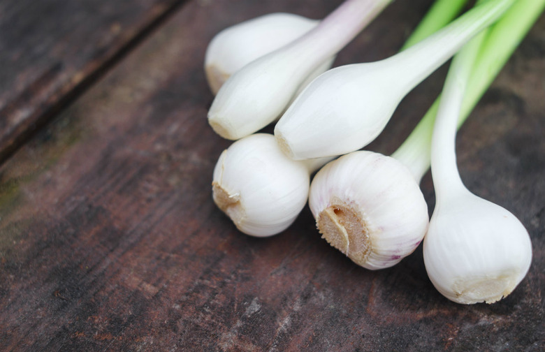 Spring Garlic