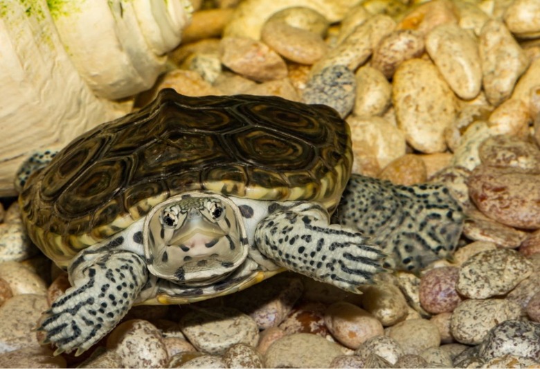 Terrapin