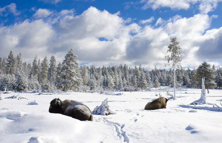 Yellowstone National Park, Wyo.