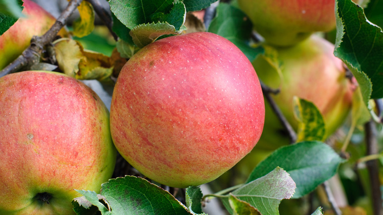 baldwin apples growing