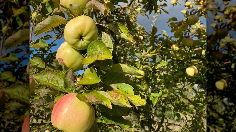 Calville Blanc d'Hiver apples growing