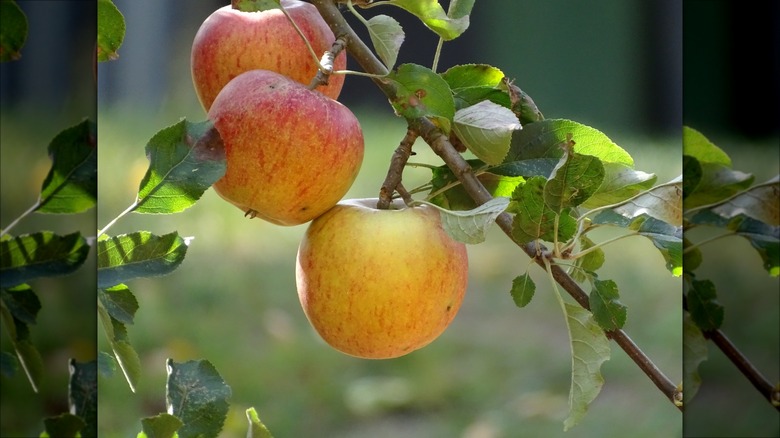 cox's orange pippin apples growing