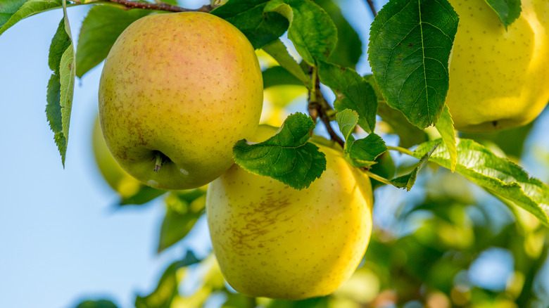 mutsu apples growing