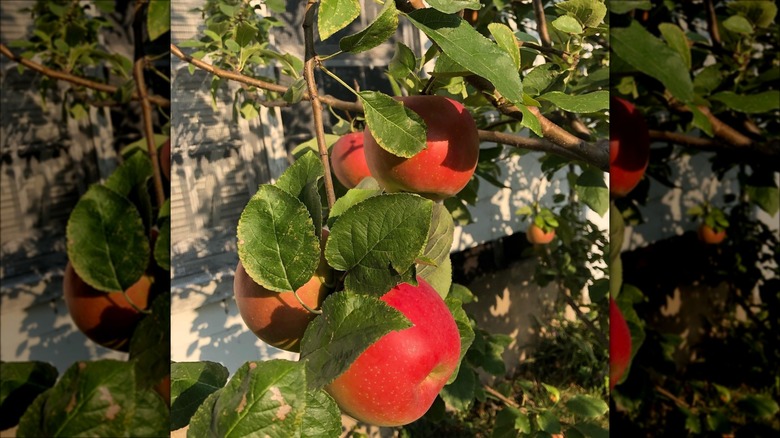 enterprise apples growing