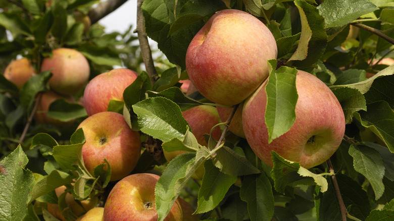 fuji apples growing