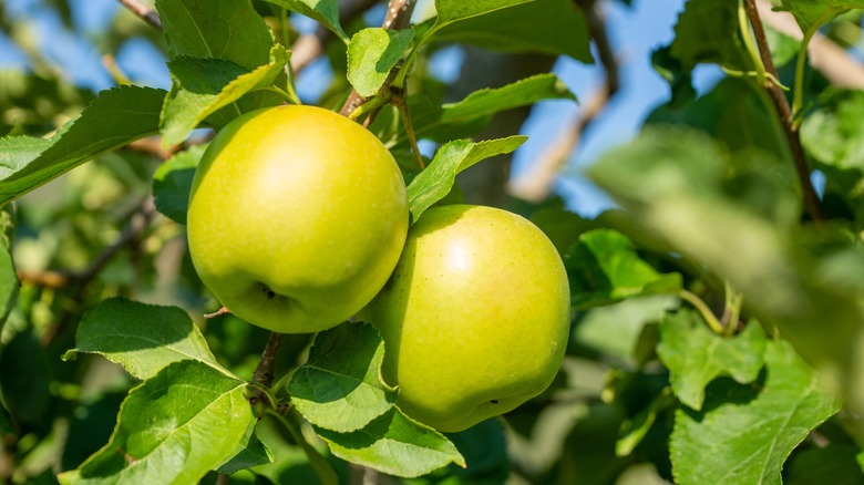 golden delicious apples growing