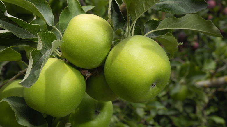 granny smith apples growing