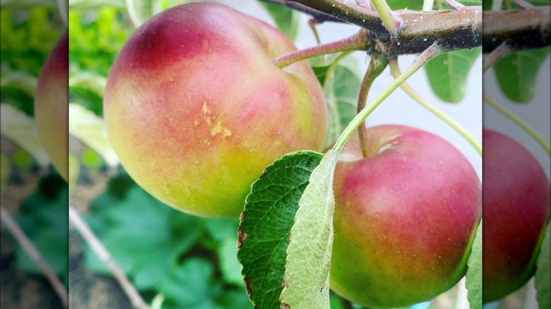 pixie crunch apples growing