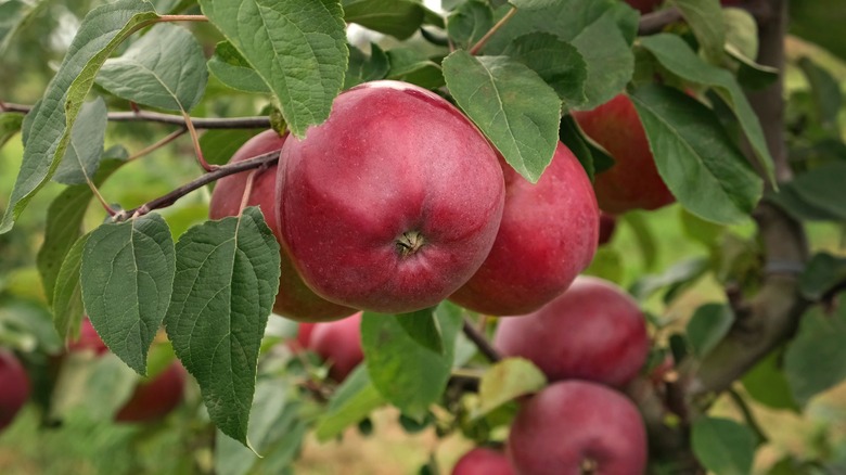 red delicious apples growing