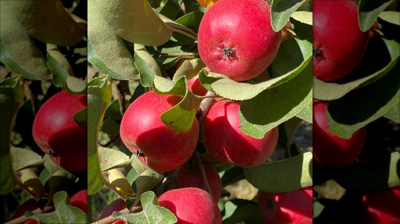 wickson apples growing