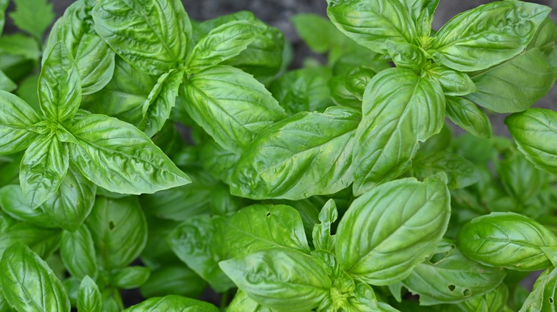 Fresh basil plant