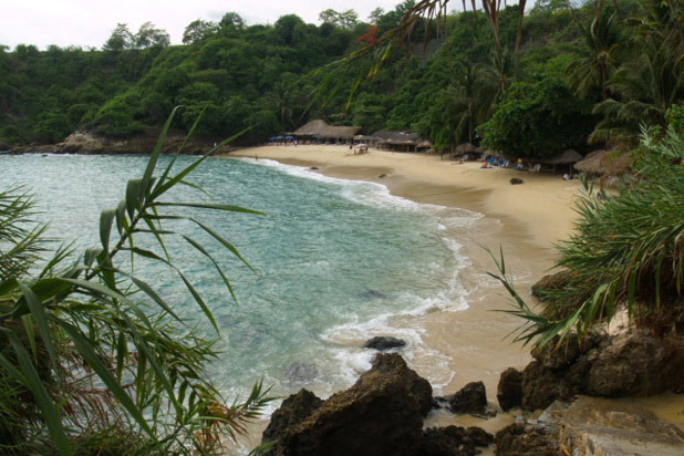 Osa Mariposa, Puerto Escondido, Mexico