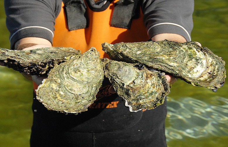 Coffin Bay King Oysters