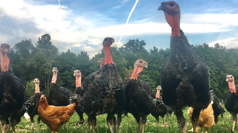 Free range turkeys on grass