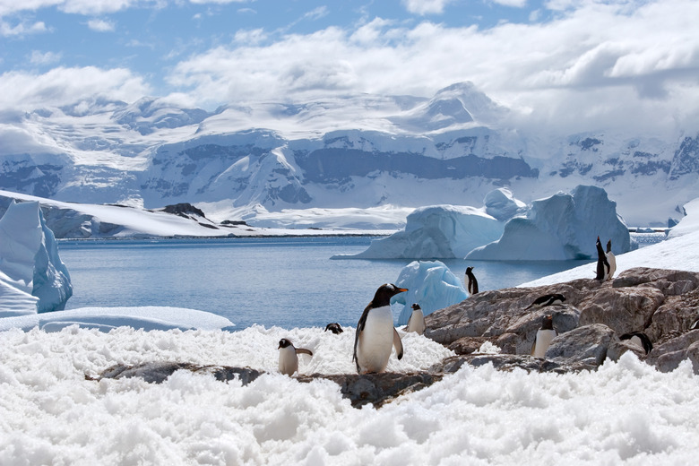 Chilling With Penguins in Antarctica