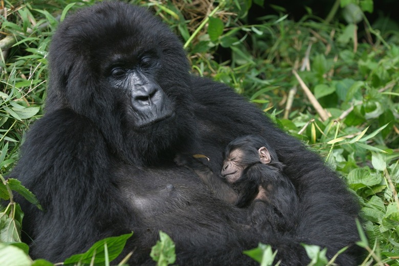 Gorilla Trekking in Rwanda