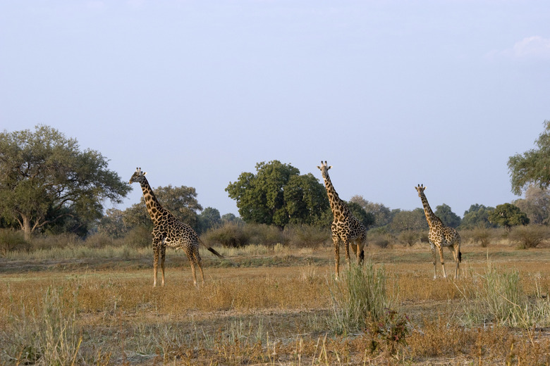 Safari in Zambia