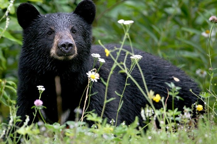 Black Bear