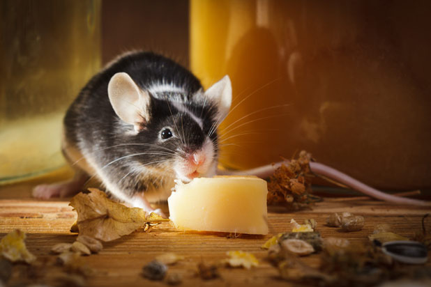 Mice and Cheese