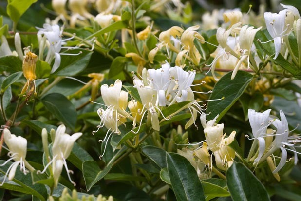 Honeysuckle