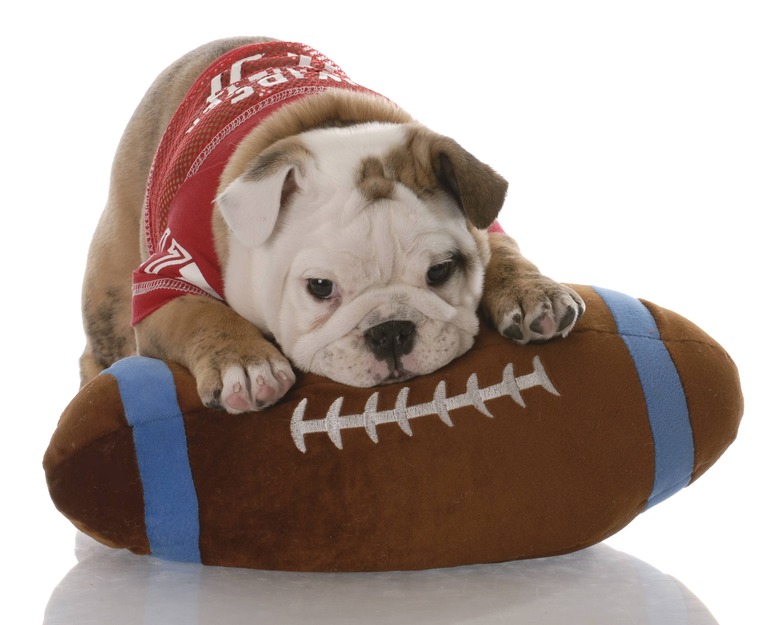 5 Reasons the Puppy Bowl Is Better Than the Super Bowl