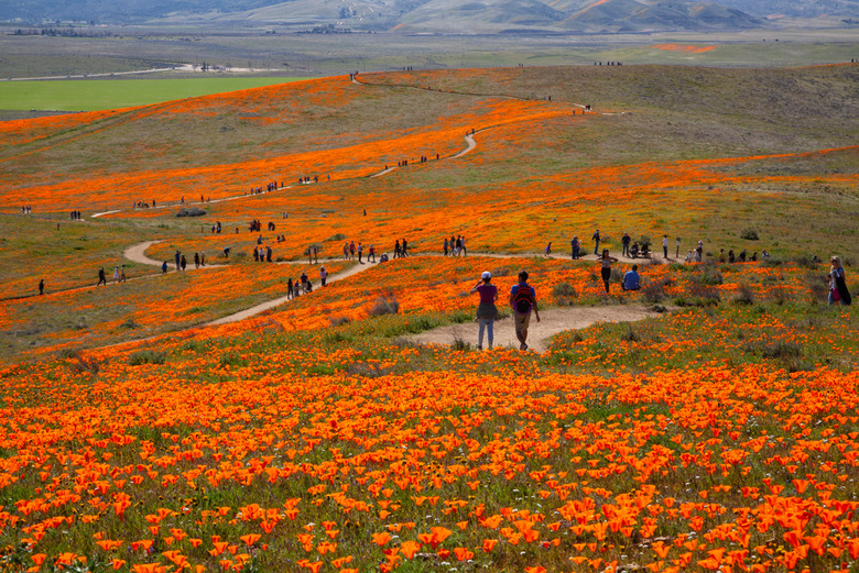 Antelope Valley Poppy Reserve, Lancaster