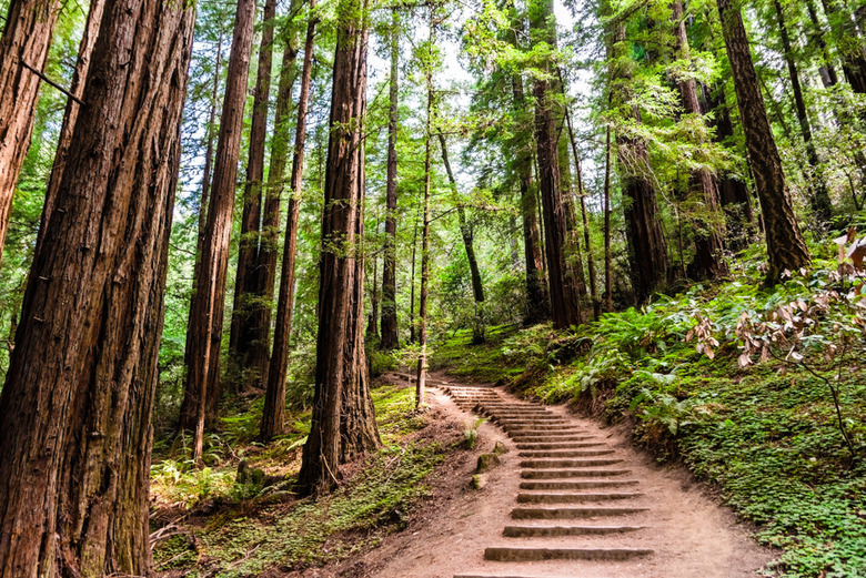 Muir Woods, San Francisco