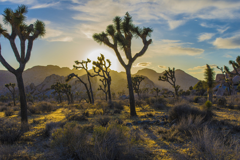 Joshua Tree National Park