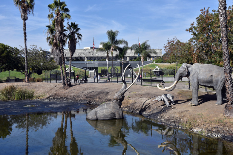 La Brea Tar Pits, Los Angeles