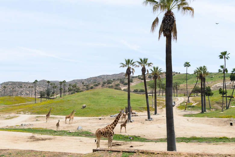 San Diego Zoo, San Diego