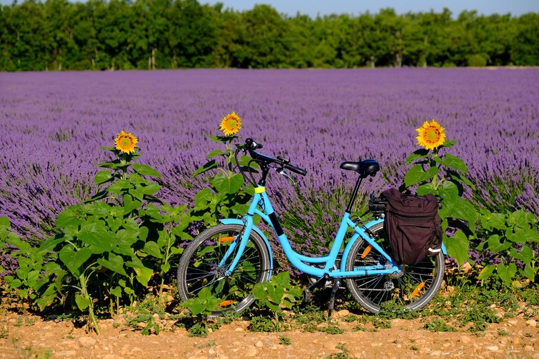 Biking Through the Lavender Fields of Provence