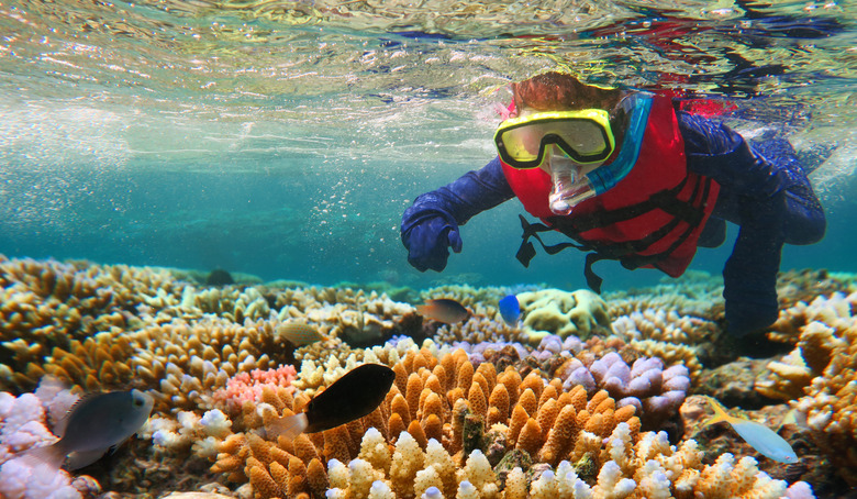 Snorkeling at the Great Barrier Reef